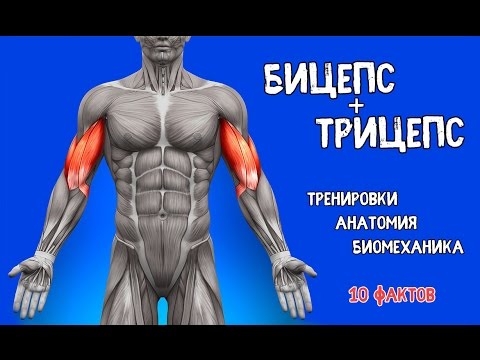 Video: Co Jsou Triceps A Biceps