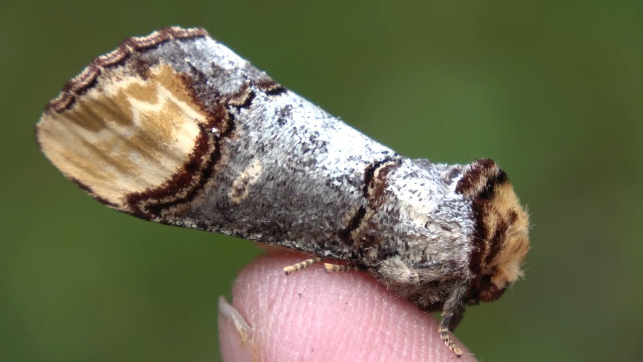 Buff-tip Moth: Phalera bucephala / CAMOUFLAGE Spotlight!