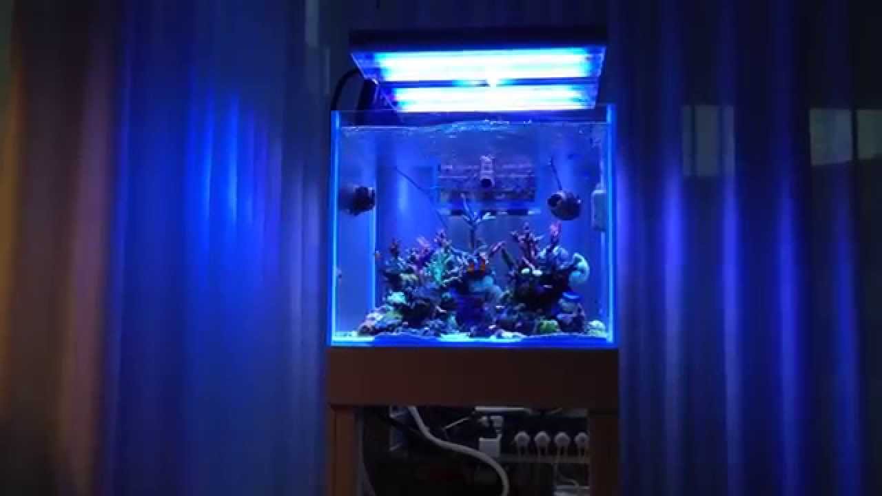 basjacobs sps cube 50 gallon aquarium marine tank short view of the