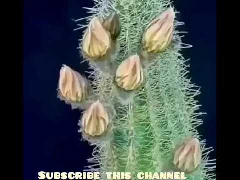 123345555123344555889