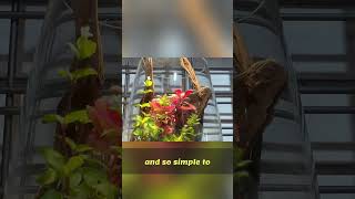 Wabi kusa & Floating Plants: Easy Aquarium Decor Ideas