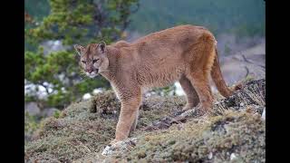 🐆Sonido de Puma 1 hora🐆Cougar Sound 1 hour🐆