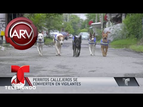 Video: Perro Callejero Se Convierte En La Mascota No Oficial De Los Cerveceros De Milwaukee