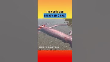 Mực khổng lồ ở Nhật Bản #japan #shorts