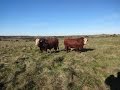 Fazenda a venda com 2.459 hectares no Uruguai departamento de Salto