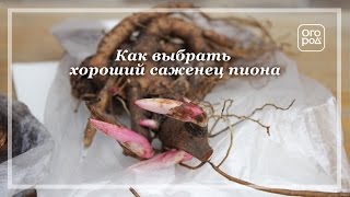 Как выбрать лучшие пионы. Советы при покупке саженцев