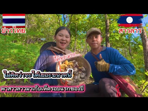 ￼ พาสาวลาวมาเก็บเห็ดรอบแรกของปี ไม่คิดว่าจะได้เยอะขนาดนี้