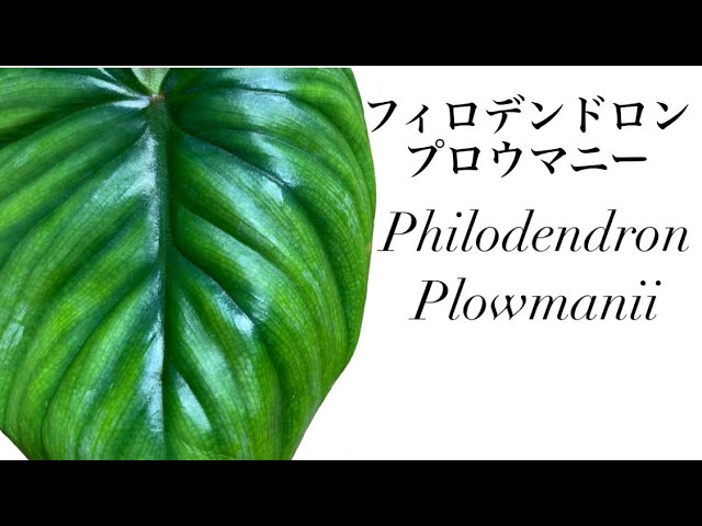 激レア フィロデンドロン プロウマニー 育て方 Philodendron Plowmanii Care 観葉植物 Youtube