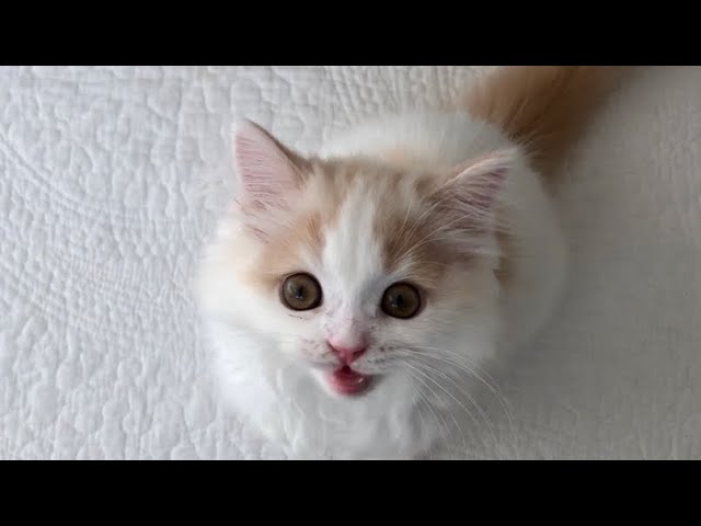お出かけ行かないでと鳴き叫ぶ子猫【スコティッシュフォールド