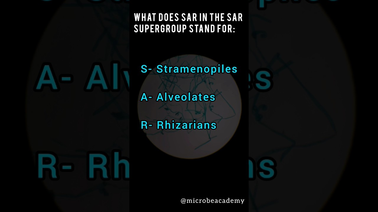 What Does SAR Mean In SAR Supergroup microbiology YouTube What Does SAR Mean In SAR Supergroup microbiology YouTube