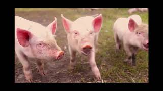 Happy Meat Farms introduction video