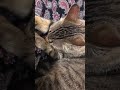 Kabe# tavaf#cat # kedi #dua#merhametkırıkkale#71# plaka