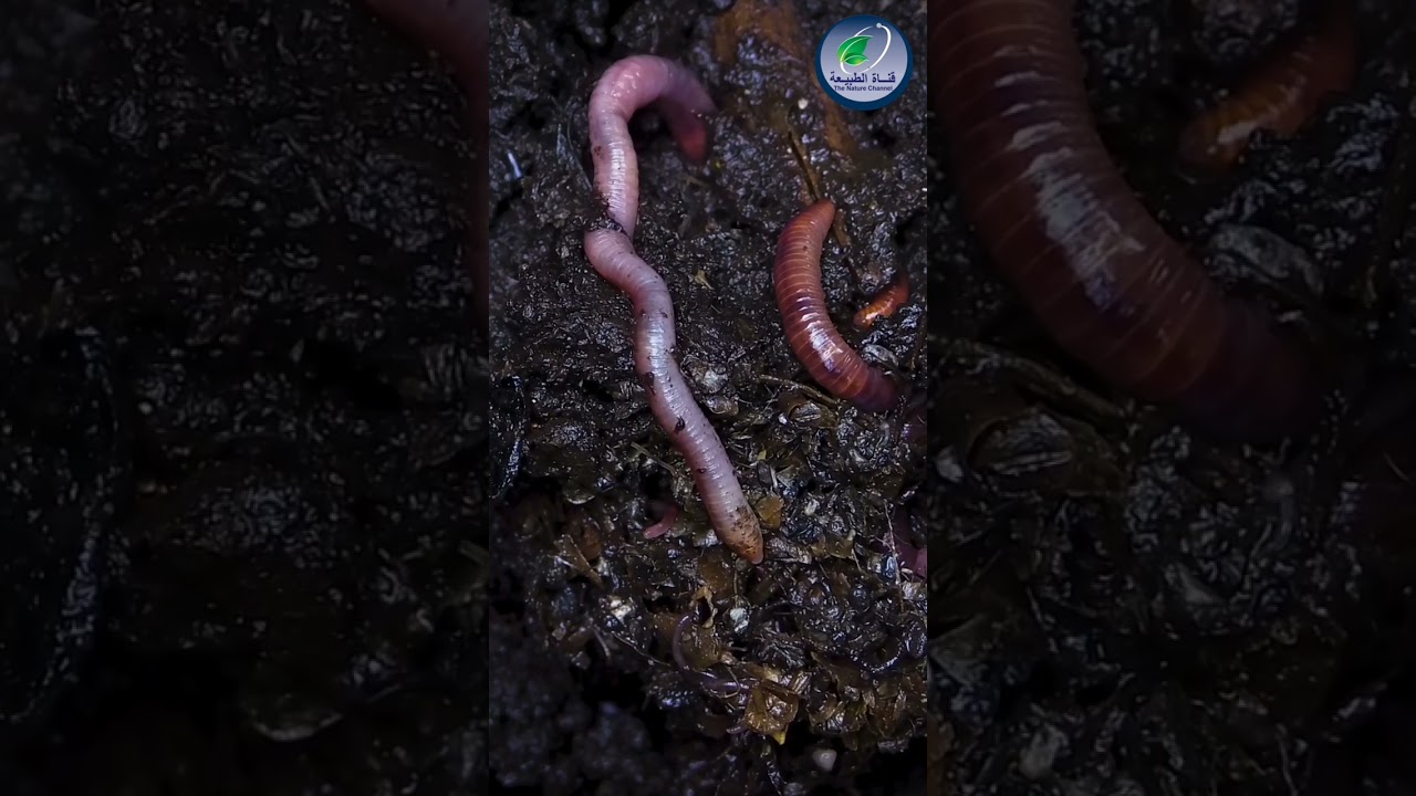 Wow, look at the bugs، amazing