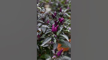 سوره الاسراء #آيات #ايات_قرانيه_قصيره #متابعين #اكسبلور #explore #flowers