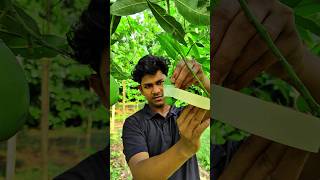 Mango has already done the experiment#minivlog #shorts