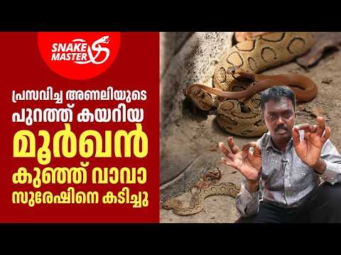 EP 50 | അണലിയുടെ പുറത്ത് കയറിയ മൂർഖൻ കുഞ്ഞ് വാവാ സുരേഷിനെ കടിച്ചു | Vava Suresh  | Snakemaster