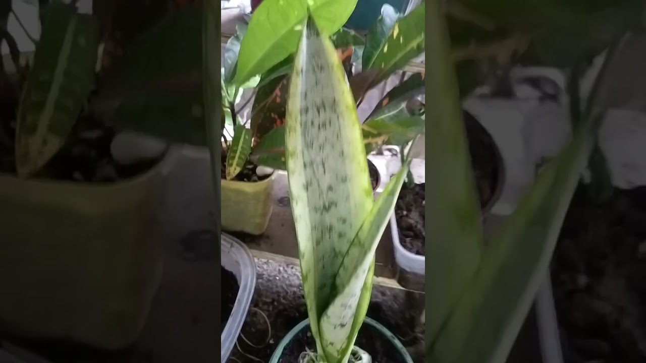 snake plant replanting ♥️in my mini garden 