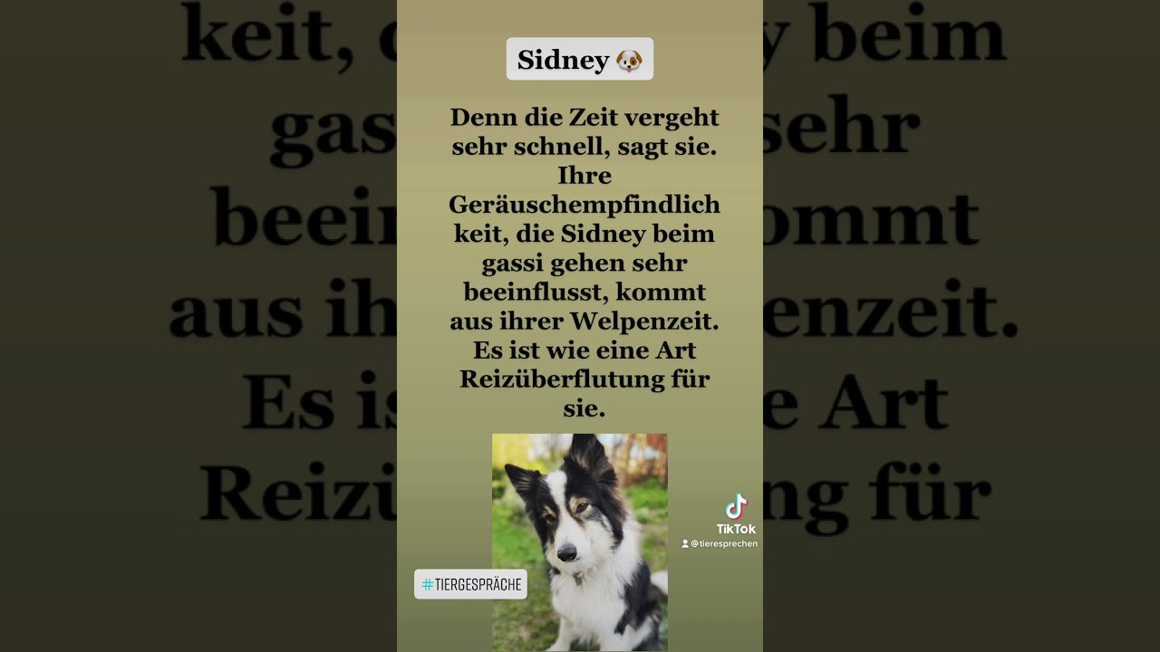 Tiergespräch mit Sidney! 🐶💕