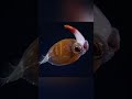 8 Deep Sea Creautes You didn't know exist #shorts #creature #seacreatures 🐠🐡