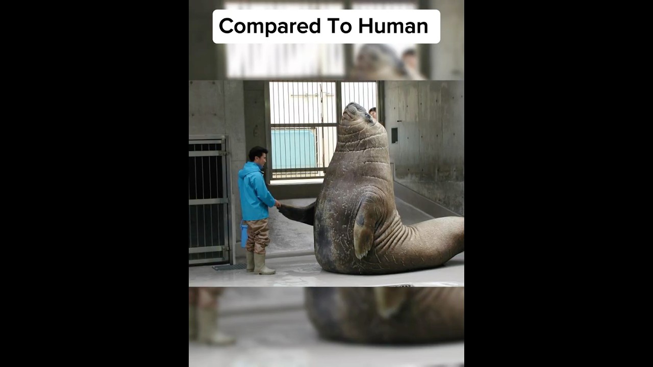 Животные, которые крупнее, чем вы думаете🤯 @BeyondWonders-7 