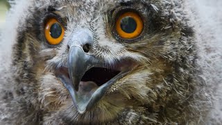 Die Vogelwelt in einem verlassenen Steinbruch