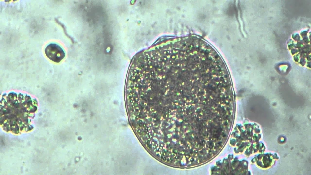 didinium parazita