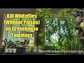 How to Kill Whiteflies (without poison) on Greenhouse Tomatoes