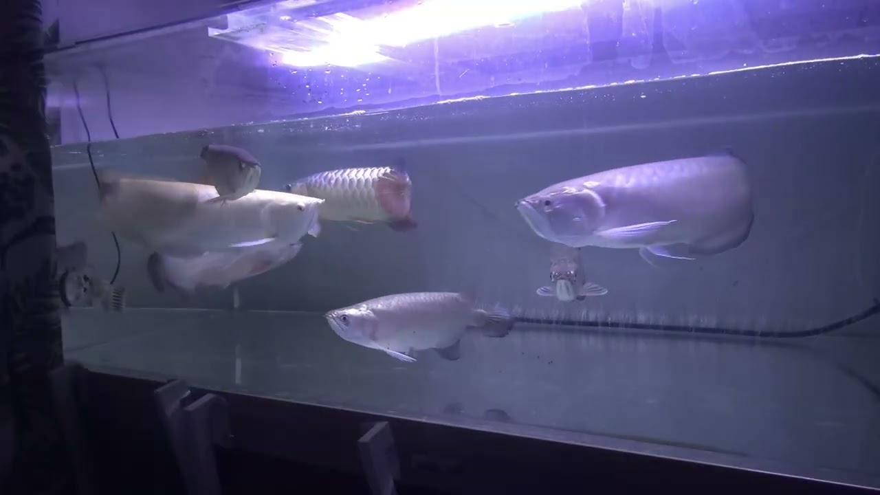 アジアアロワナ混泳180cm水槽  紅龍、過背金龍、スポッテッドバラムンディー、ノーザンバラムンディ混泳