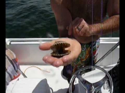 When Scallops ATTACK!