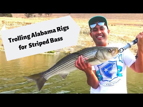 Trolling Alabama Rigs for Striped Bass 