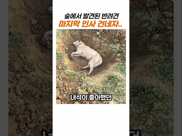 숲에서 발견된 반려견.. 마지막 인사를 해야했던 결말