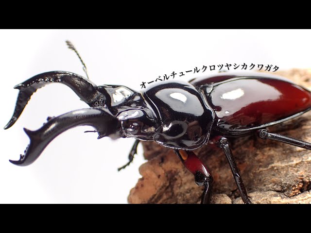 Introduction to the Auverture Black Glossy Stag Beetle and Egg