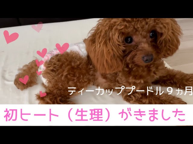 初めてヒート 生理 がきました ティーカッププードル Youtube