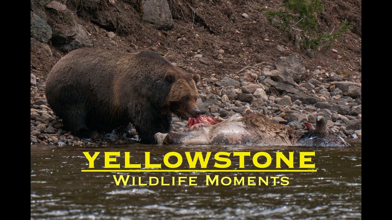 Yellowstone Wildlife Moments Spring 2022 (Lots of Bears)
