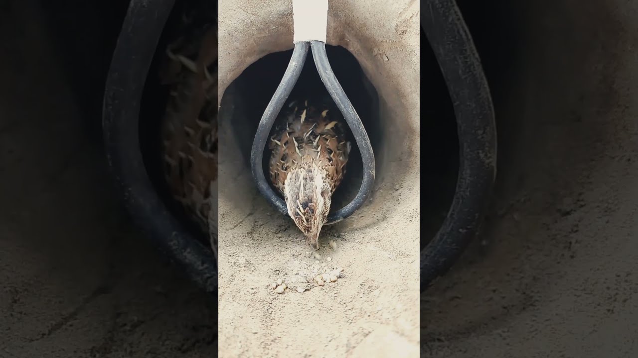 Try To Trap The Quail With Wire Short Alltraps1 2m