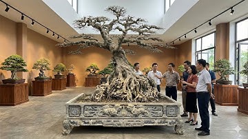 Tác phẩm "MỘC KỲ DUYÊN" sau 4 lần làm đẹp, đã sẵn sàng ra triển lãm cây cảnh lớn rồi