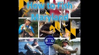 HOW to FISH MARYLAND (or pretty much anywhere else) screenshot 4