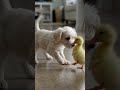 🐶 Duckling Ne Puppy Ko Apna Best Friend Samajh Liya 😍 | Cutest AI Animal Video Ever #cuteduck #viral