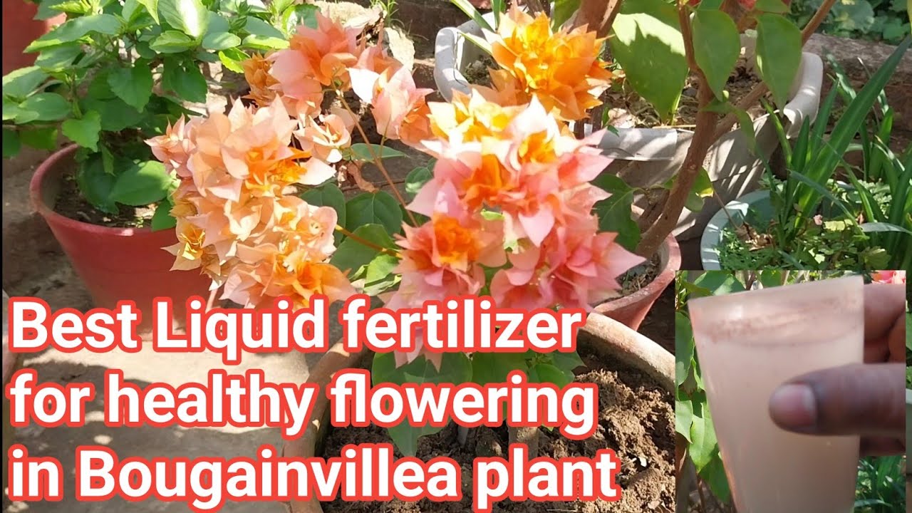 Best Liquid fertilizer for healthy flowering in Bougainvillea plant // Bougainvillea fertilizer