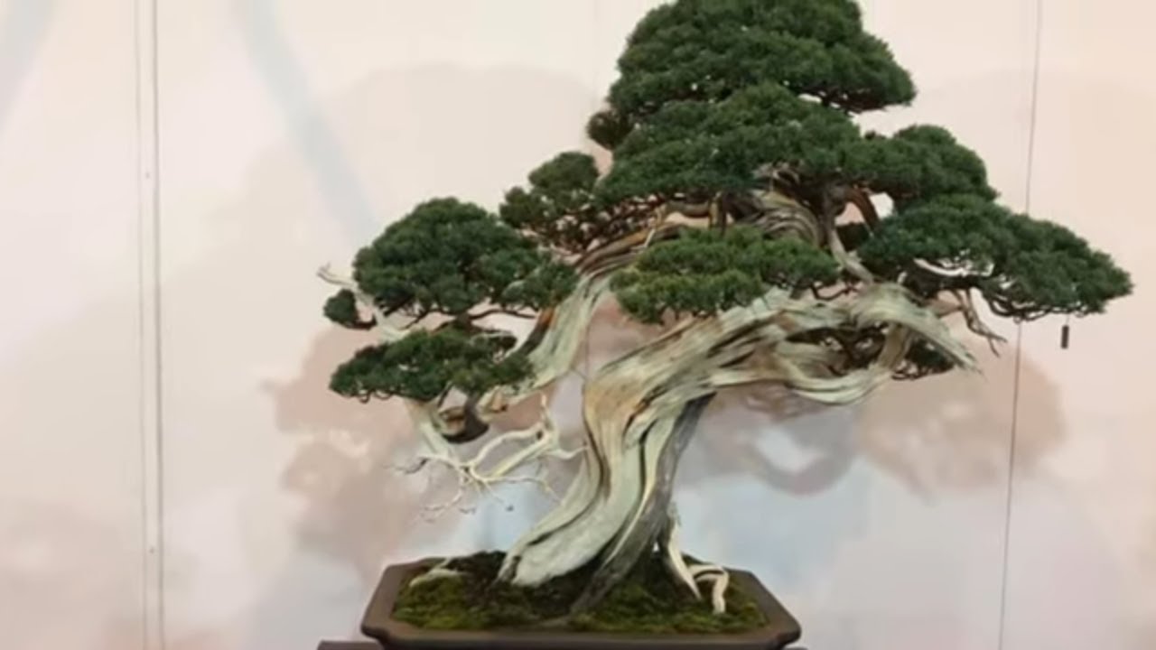 94th Kokufu bonsai Exhibition in Tokyo Metropolitan Art Museum 5 YouTube