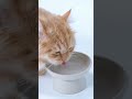 Ne donne JAMAIS cette eau à ton chat sans vérifier ça…