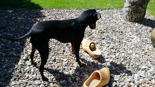 Chester the Manchester Terrier and the clogs by Chester & Valta 863 views 3 years ago 1 minute, 3 seconds