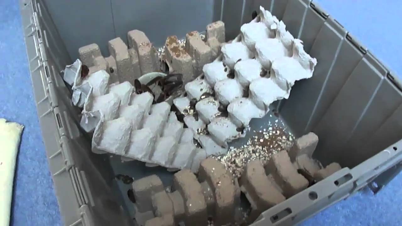 Upgrading and head counting my Dubia roaches! 