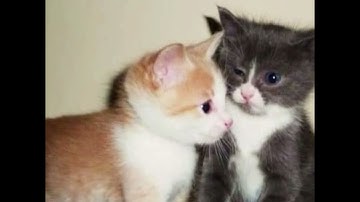 Cupsize - недоступная девчонка (unrelease)