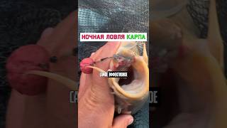 Как ловить карпа ночью? #карпфишинг