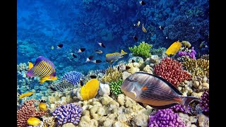 Египет Шарм эль шейх Красное море Подводный мир