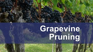 Grapevine Pruning