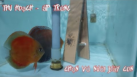 Nuôi cá đia sinh sản .Thu hoạch và ấp trứng cá đĩa trong hồ ấp. Chọn cặp cá vú nuôi bầy bột lam.