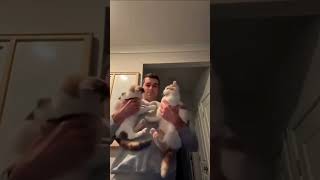 Trying to do yoga with a cat in the room is an extreme sport.🐾 #cat #pets #viralvideo #shorts