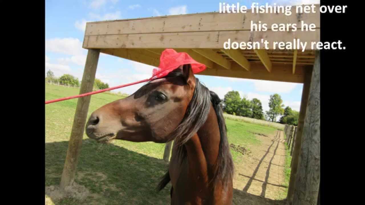 Stallion Behaviour Head Shy Horse YouTube